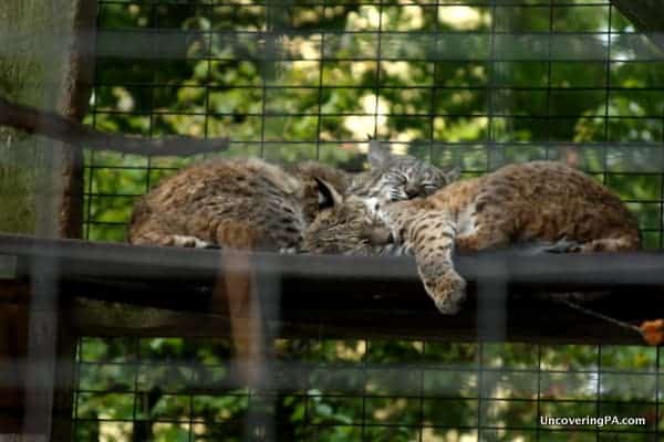 Bobcats rest in their enclosure at ZooAmerica in Hershey, Pennsylvania.