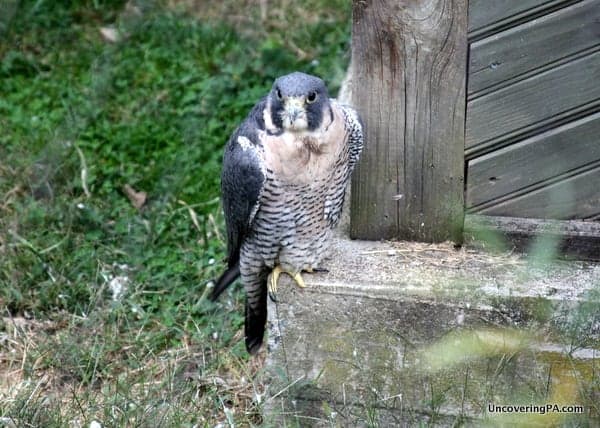 A peregrine falcon at ZooAmerica in Hershey, Pennsylvania.