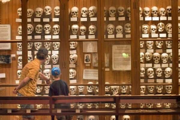 Skulls at the Mütter Museum in Philadelphia, PA