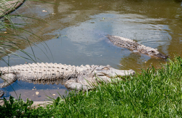 Alligators at Lake Tobias Wildlife Park near Harrisburg PA