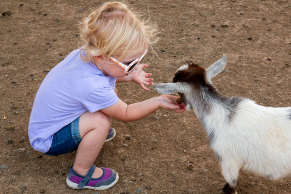 Girl in Petting Zoo at Lake Tobias Wildlife Park near Harrisburg Pennsylvania