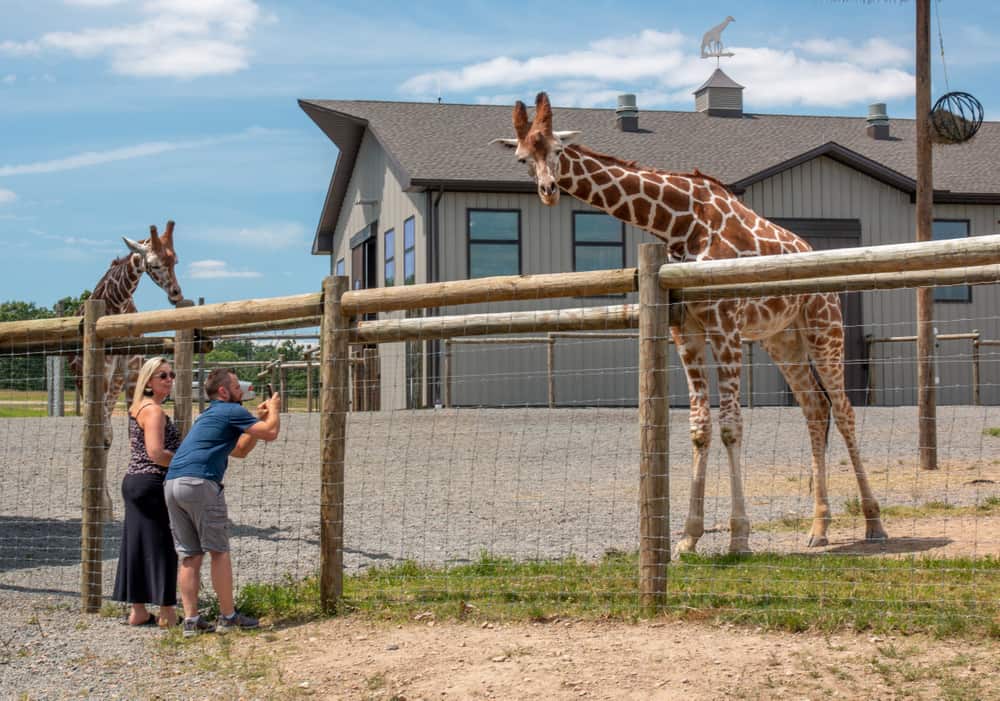 Giraffes at Lake Tobias Wildlife Park in Halifax, PA