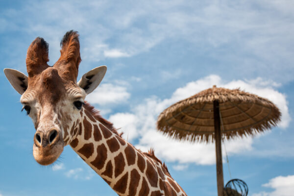 Giraffe at Lake Tobias Wildlife Park near Harrisburg PA