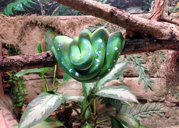 Tree Boa - Lehigh Valley Zoo