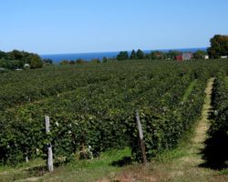 Sampling the Amazing Wines of the Lake Erie Wine Country