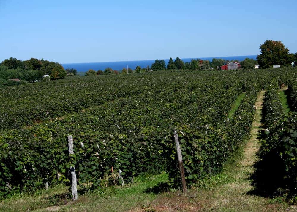 Sampling the Amazing Wines of the Lake Erie Wine Country Uncovering PA