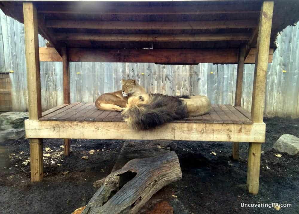 Barbary Lions rest at the Living Treasures Wild Animal Park in the Laurel Highlands.