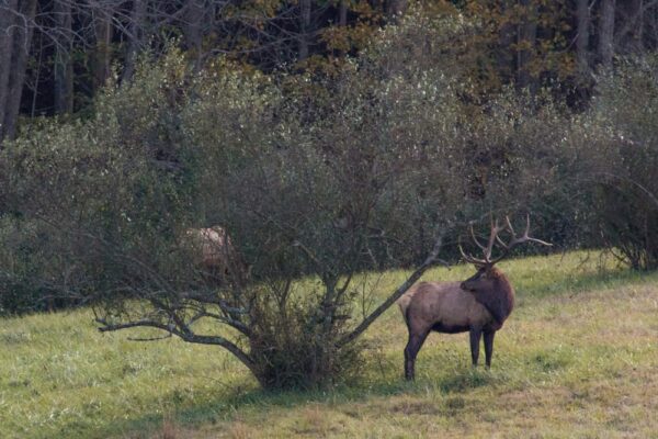 Elk in Benezette, PA