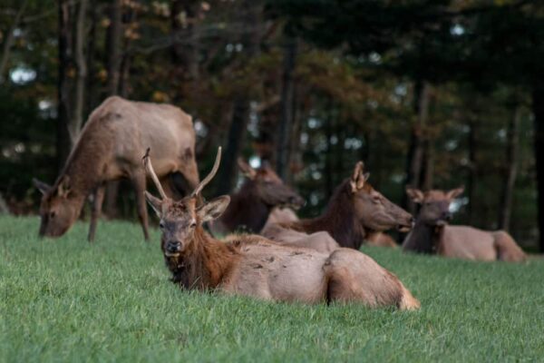 Visiting the Elk County Visitor Center in Benezette, Pennsylvania.