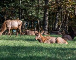 7 Great Spots to See Wild Elk in Pennsylvania