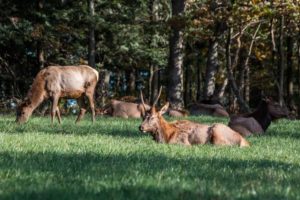 7 Great Spots to See Wild Elk in Pennsylvania