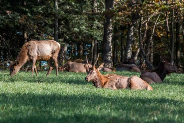 Elk at the Elk Country Visitor Center in Benezette, Pennsylvania