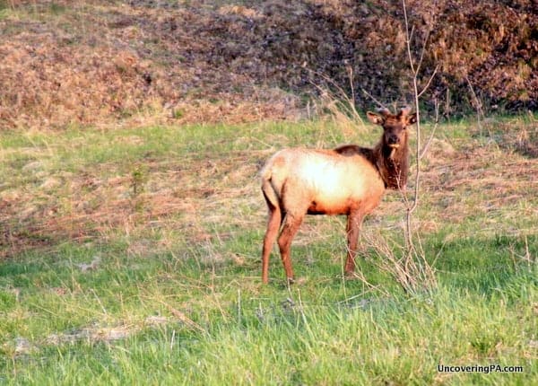 An elk roams near Saint Marys in Elk County.