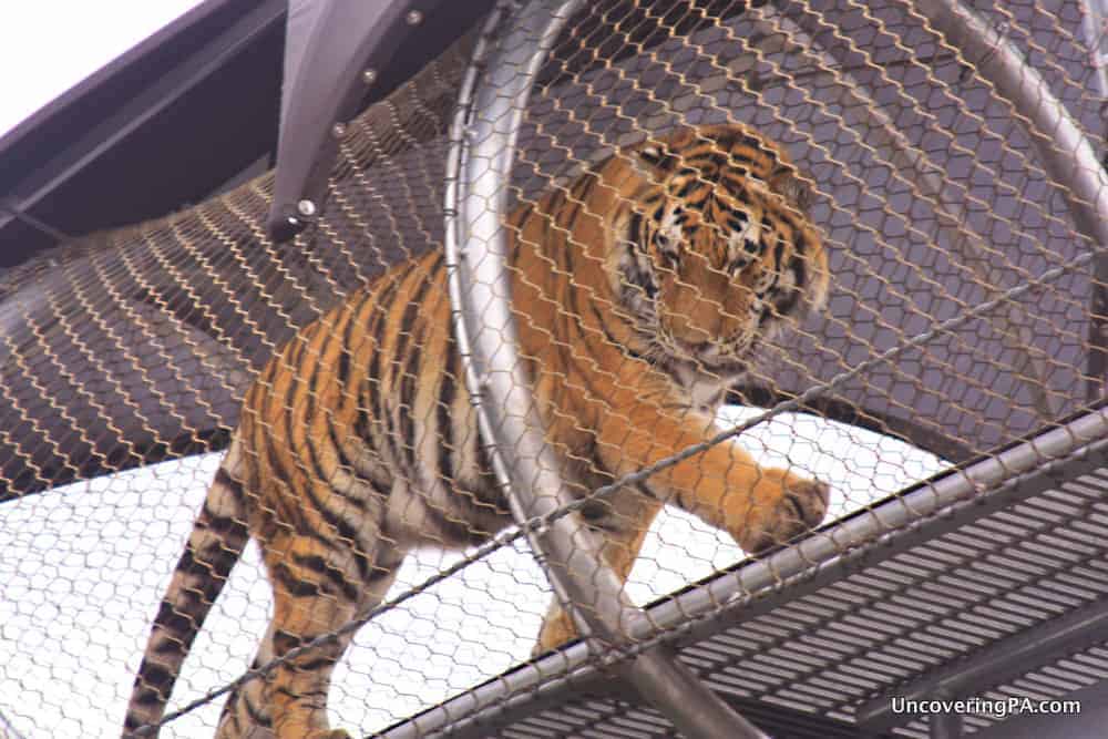 Visiting the Philadelphia Zoo in Philadelphia, Pennsylvania.