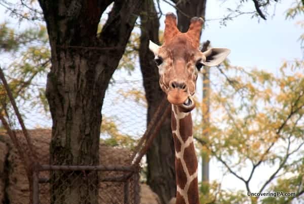 Visiting the Philadelphia Zoo in Philadelphia, Pennsylvania.