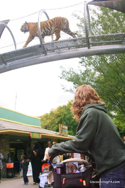 Watch a tiger cross the Big Cat Crossing at the Philadelphia Zoo.