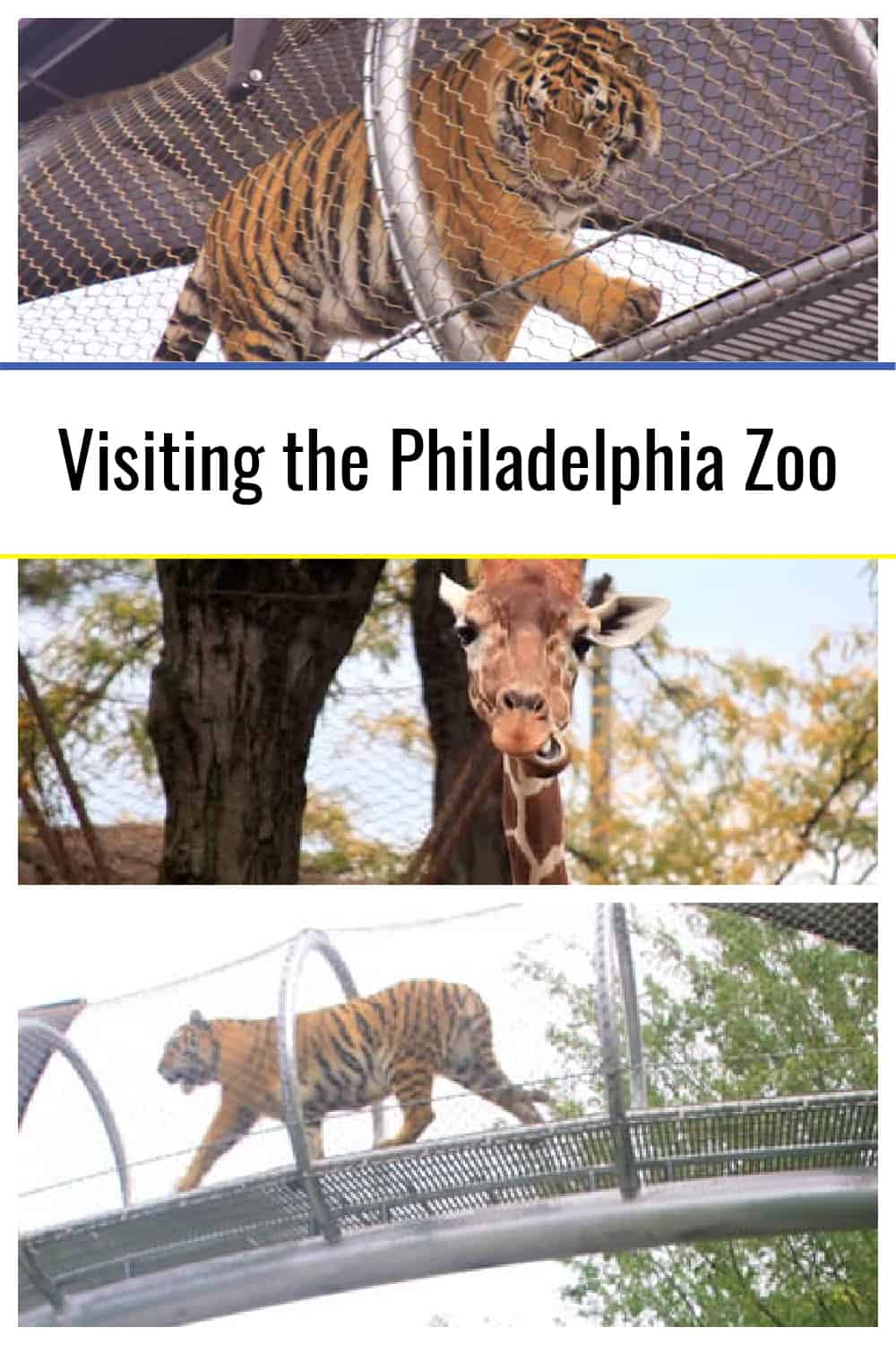 Visiting the Philadelphia Zoo Top Tips and the Best Things to See