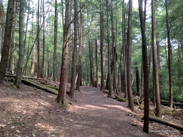 Hiking in the Forest Cathedral in Cook Forest State Park