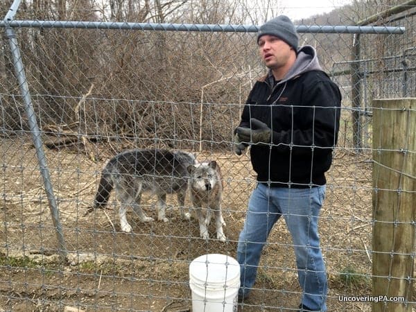 Guided tour at the Wolf Sanctuary of PA in Lancaster County, Pennsylvania