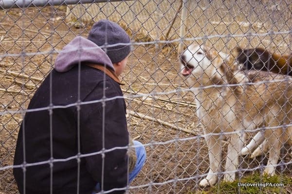 Touring the Wolf Sanctuary of PA in Lancaster County, Pennsylvania.