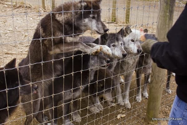 Wolves getting a treat at the Wolf Sanctuary of Pennsylvania.