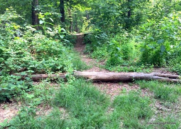 Trail to Cove Mountain Overlook Duncannon PA