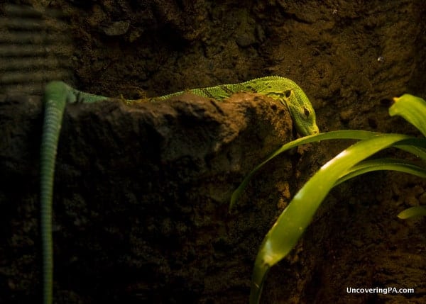 Clyde Peeling Reptiland lizard