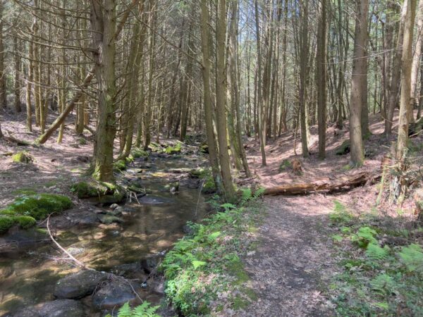 Trail to Rosecrans Falls in PA