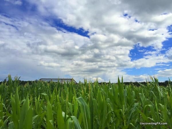 Looking out over the corn maze at Fields of Adventure.