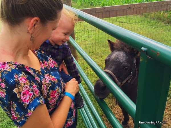 Petting Zoo Fields of Adventure