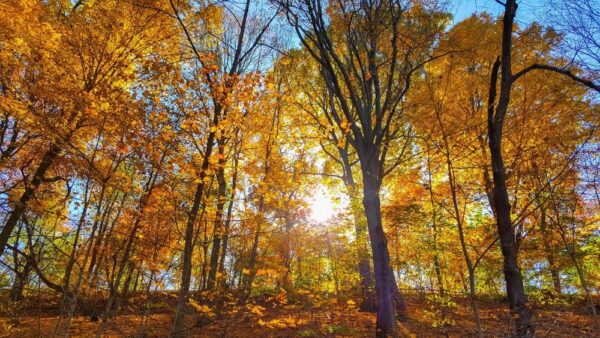 Fall foliage in Pittsburgh at Schenley Park