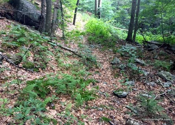 Miners Run Trail McIntyre Wild Area PA