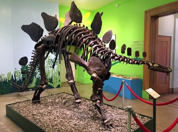 Stegosaurus fossil at the Everhart Museum in Scranton, Pennsylvania