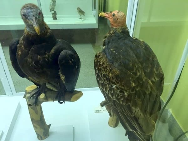 Taxidermied birds at the Everhart Museum in Scranton PA