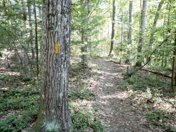 Trail through the Hoverter and Sholl Box Huckleberry Natural Area in Perry County Pennsylvania