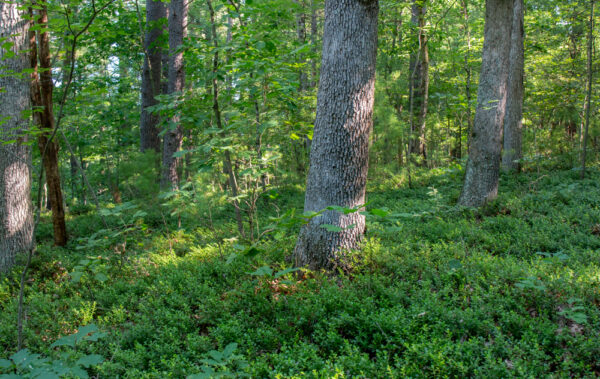 Hoverter and Sholl Box Huckleberry Natural Area in Perry County, Pennsylvania