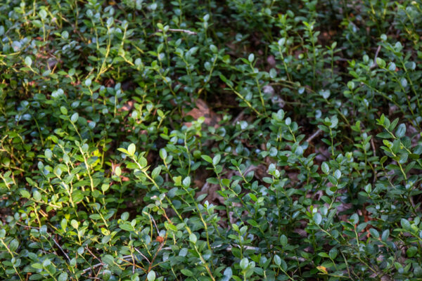 Close up of the Hoverter and Sholl Box Huckleberry in Perry County, PA