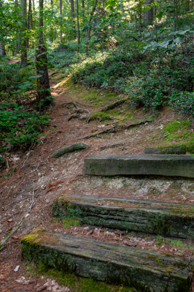 Steps along the trail through the Hoverter and Sholl Box Huckleberry Natural Area