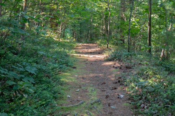Trail through the Hoverter and Sholl Box Huckleberry Natural Area in Pennsylvania