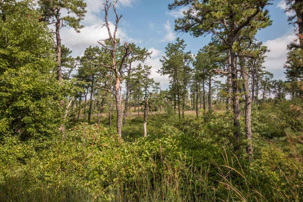 Hiking through the Nottingham Serpentine Barrens in Chester County, Pennsylvania