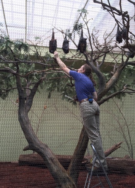 Malayan Flying Foxes at the National Aviary in Pittsburgh, Pennsylvania.