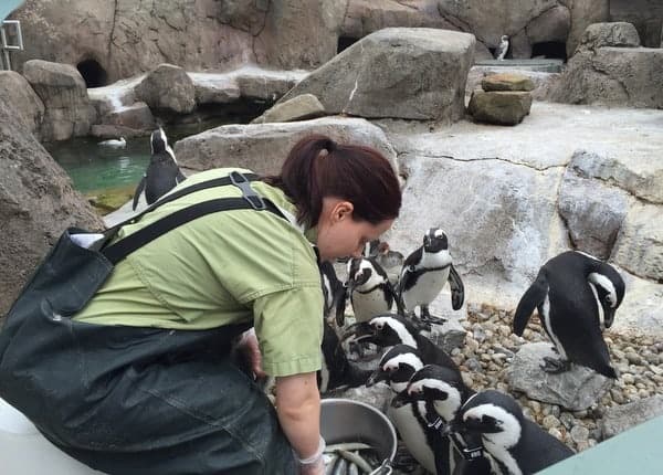 Penguin feeding at the National Aviary in Pennsylvania.