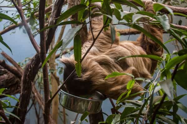 Sloth at the National Aviary in Pittsburgh, PA