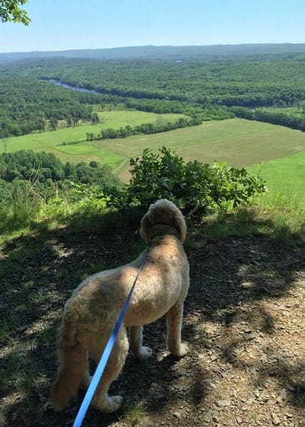 Dogs in the Delaware Water Gap: Cliff Park Trails