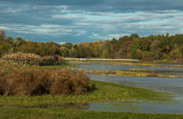 Hiking in the John Heinz National Wildlife Refuge in Philadelphia, Pennsylvania