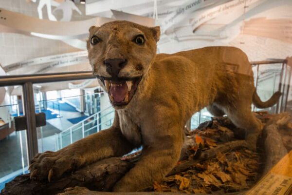 Stuffed Nittany Lion at Penn State University.