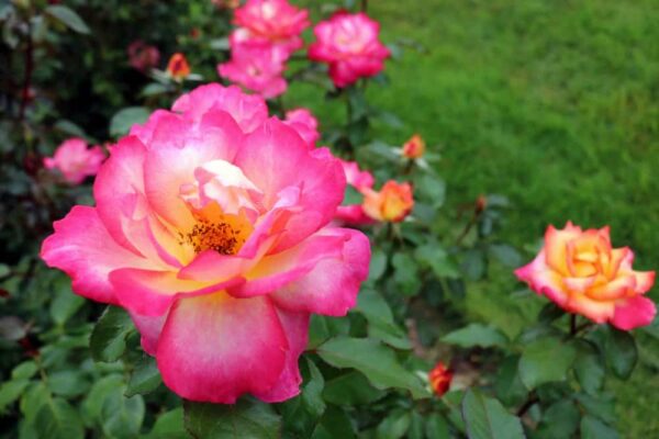 Roses at Hershey Gardens