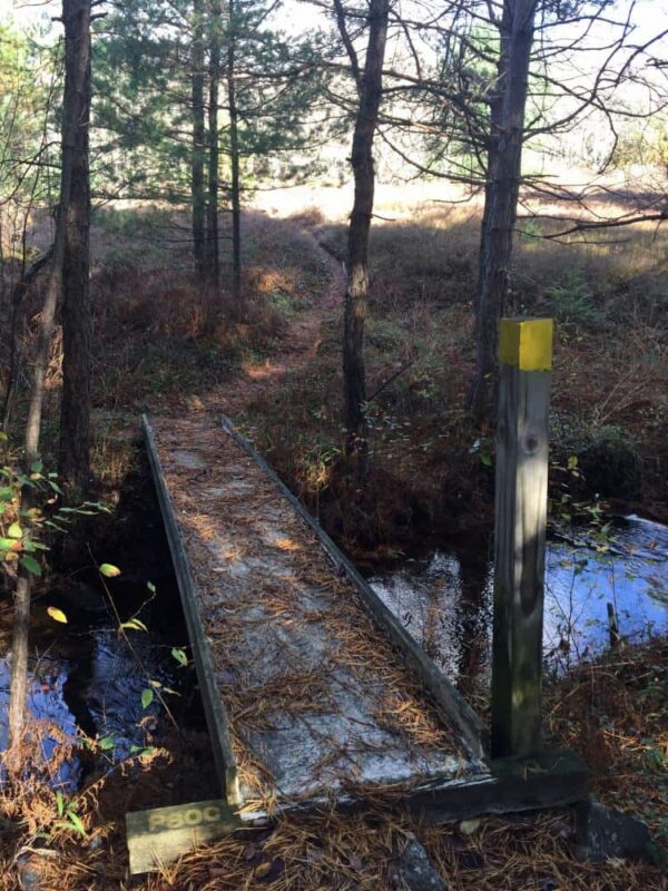 Hiking in the Marion Brooks Natural Area in the Quehanna Wild Area