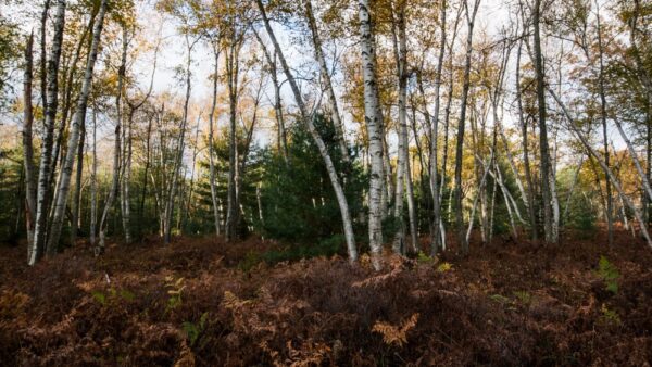 Fall in the Quehanna Wild Area's Marion Brooks Natural Area