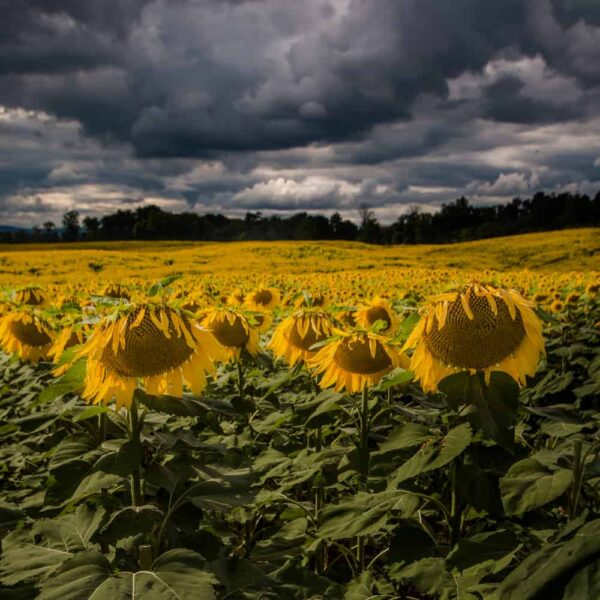 Story clouds of the Lesher Poultry Farm Sunflower Field in PA